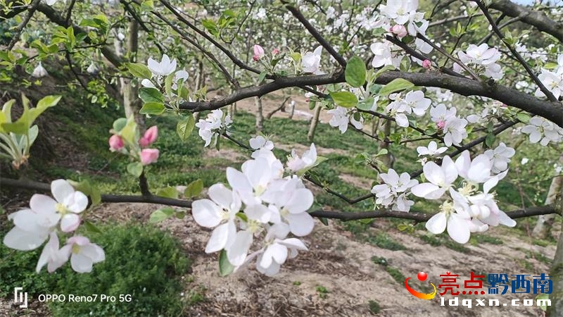 兴义市白碗窑镇云亮种植园苹果花开 香飘满园(图4)