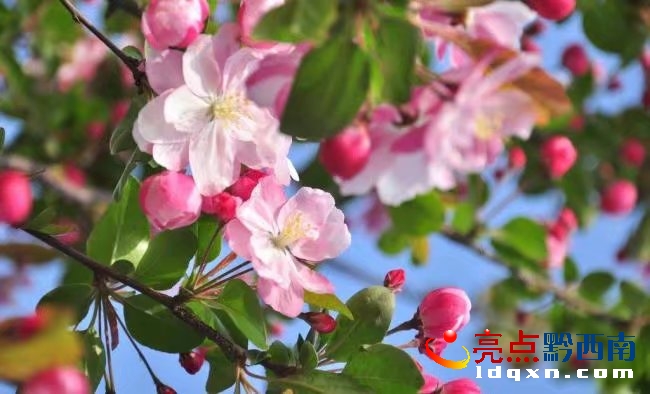 兴义市白碗窑镇云亮种植园苹果花开 香飘满园(图2)