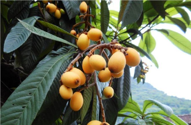 PG娱乐电子游戏官网南方农村常种的几种果树从4月开始连续有新鲜水果吃(图1)