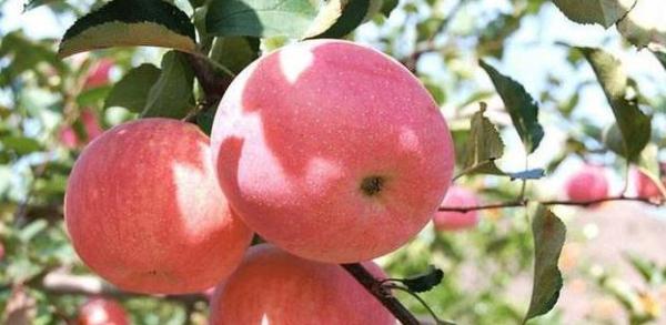 苹果的种植方法有哪些种植技巧有哪些怎样种植能高产(图1)