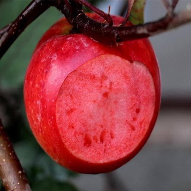 桃树梨树别种了此果树果肉鲜美好看又好养比西瓜都甜！(图4)