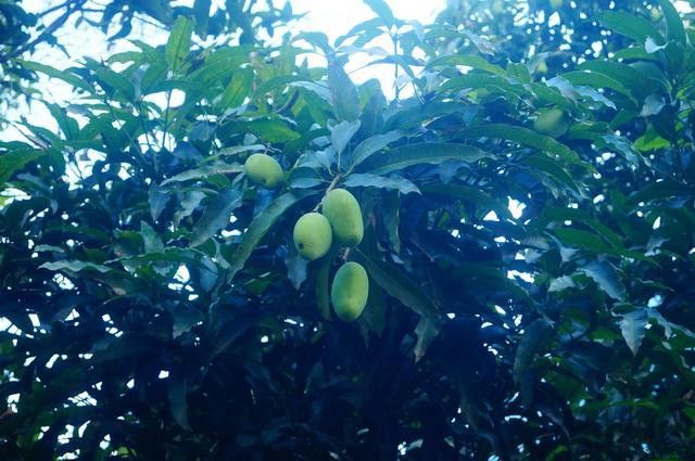 芒果的种植方法和注意事项加强日常的果园管理有助保证高产量(图2)
