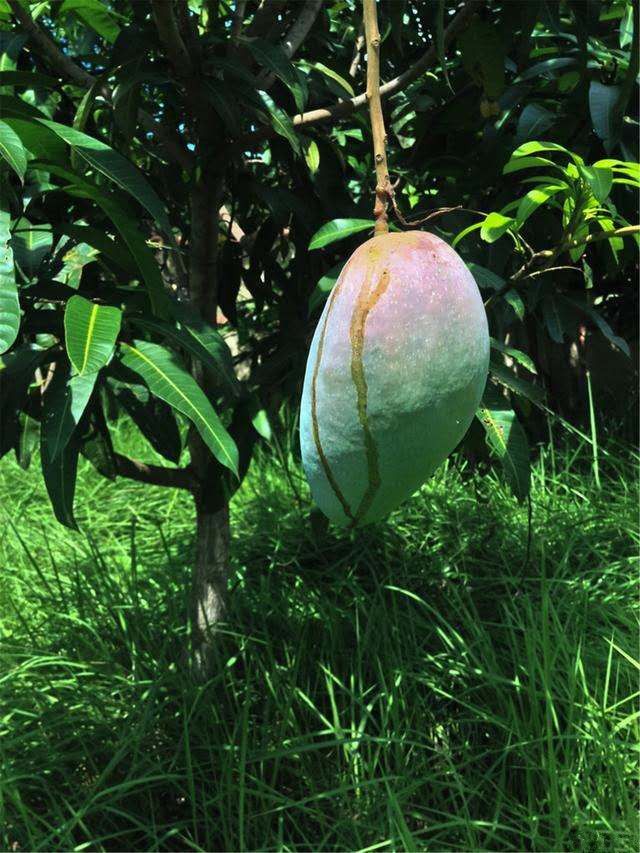 芒果的种植方法和注意事项加强日常的果园管理有助保证高产量(图4)