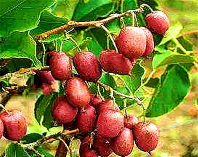 此果树家里一定要种2棵果实甜如蜜可能是我国最好吃的水果！(图1)