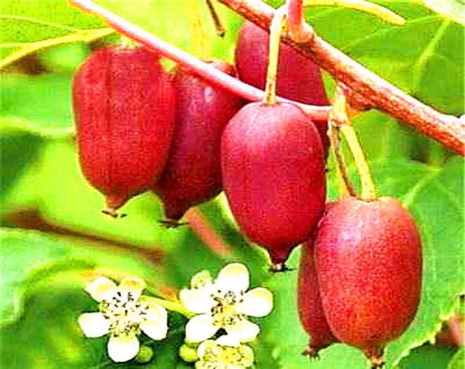 此果树家里一定要种2棵果实甜如蜜可能是我国最好吃的水果！(图3)