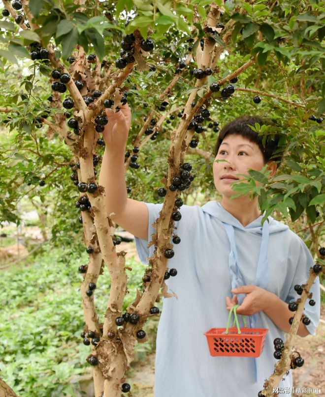 浙江仙居：引进特色精品水果种植 一亩嘉宝果产值超10万元(图1)