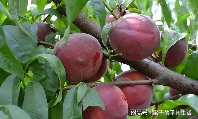 我国的昂贵果树不怕旱不怕晒果实鲜美产量高种植简单(图7)
