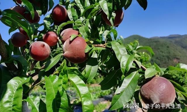 我国的昂贵果树不怕旱不怕晒果实鲜美产量高种植简单(图8)