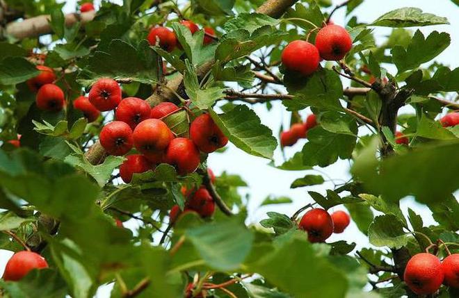 PG娱乐电子农村的1个植物人们称它是“红果”做成盆栽盆景漂亮又好吃(图1)