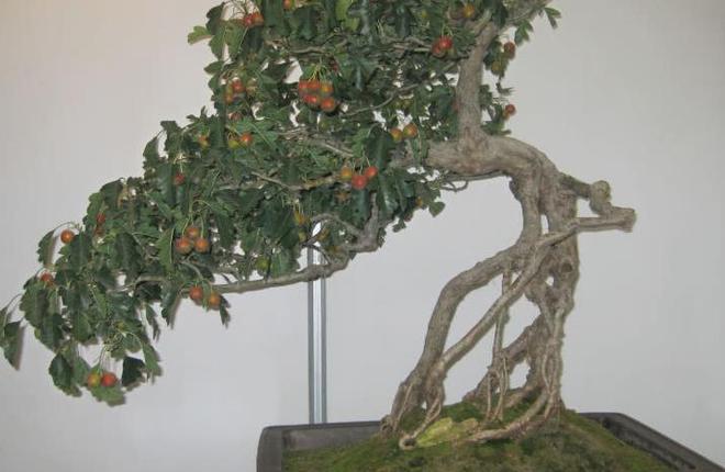 PG娱乐电子农村的1个植物人们称它是“红果”做成盆栽盆景漂亮又好吃(图4)