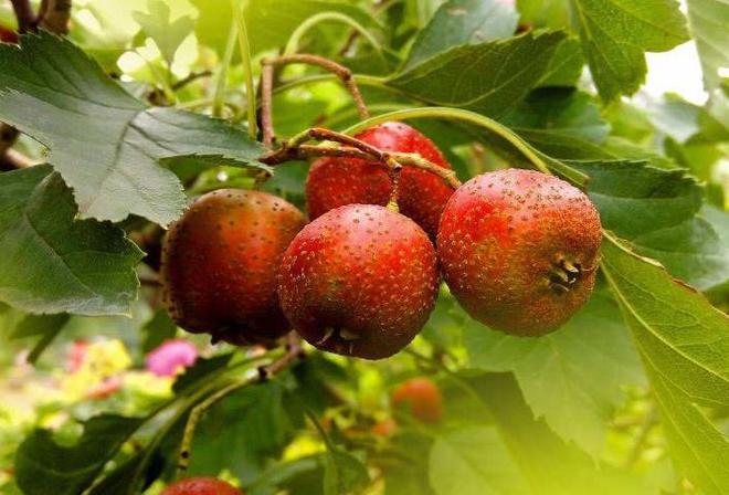 PG娱乐电子农村的1个植物人们称它是“红果”做成盆栽盆景漂亮又好吃(图2)