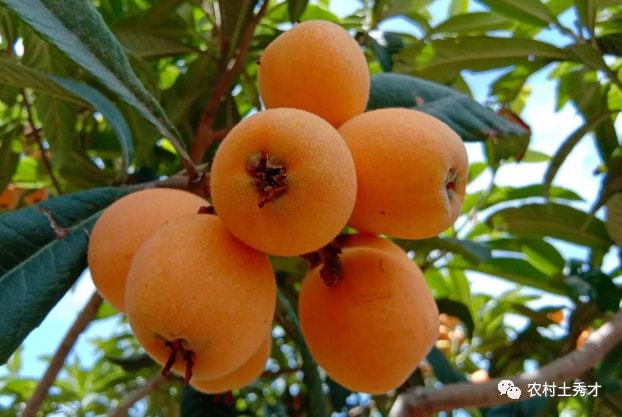PG娱乐电子南方特有的水果被称为“初夏第一果”甜美可口5月大量上市(图6)