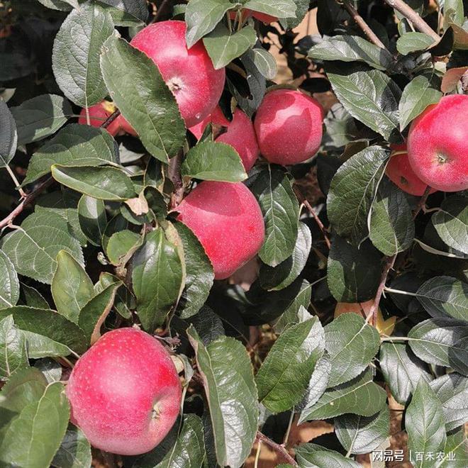 早熟鲁丽苹果苗品种分享(图1)