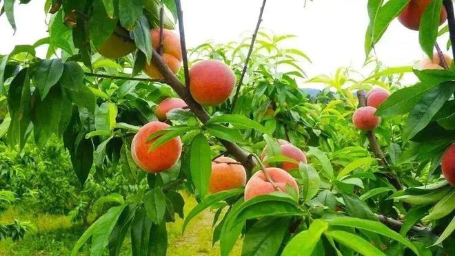 玩转内江丨香甜一夏！内江这里200余亩桃子迎来采摘季(图1)