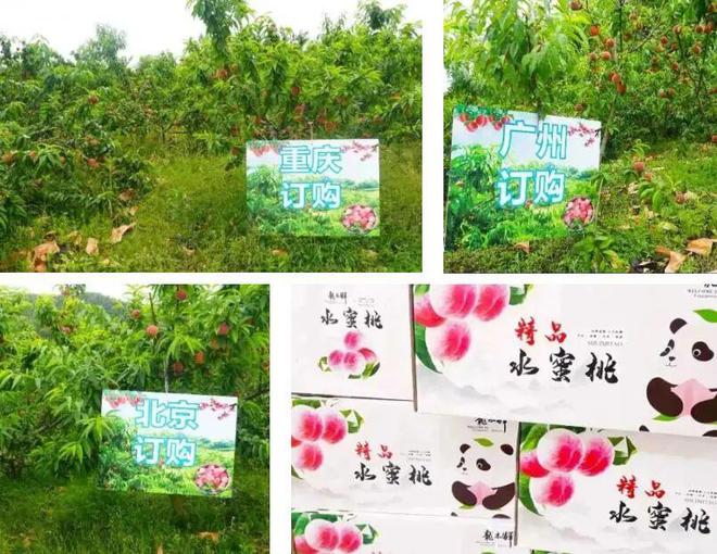 玩转内江丨香甜一夏！内江这里200余亩桃子迎来采摘季(图4)