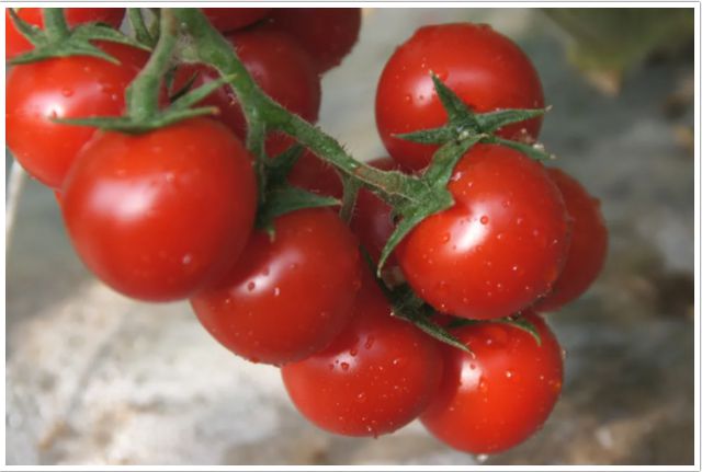 傍上黑科技的小番茄为什么这样“红”？(图1)