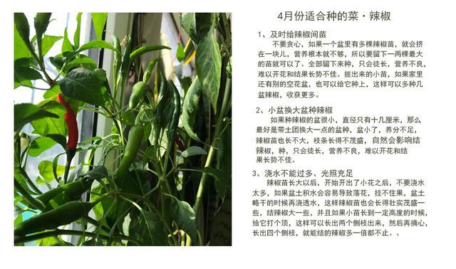 PG娱乐电子游戏官网揭秘：4月份可以种植这些蔬菜掌握技巧天天吃新鲜菜(图2)