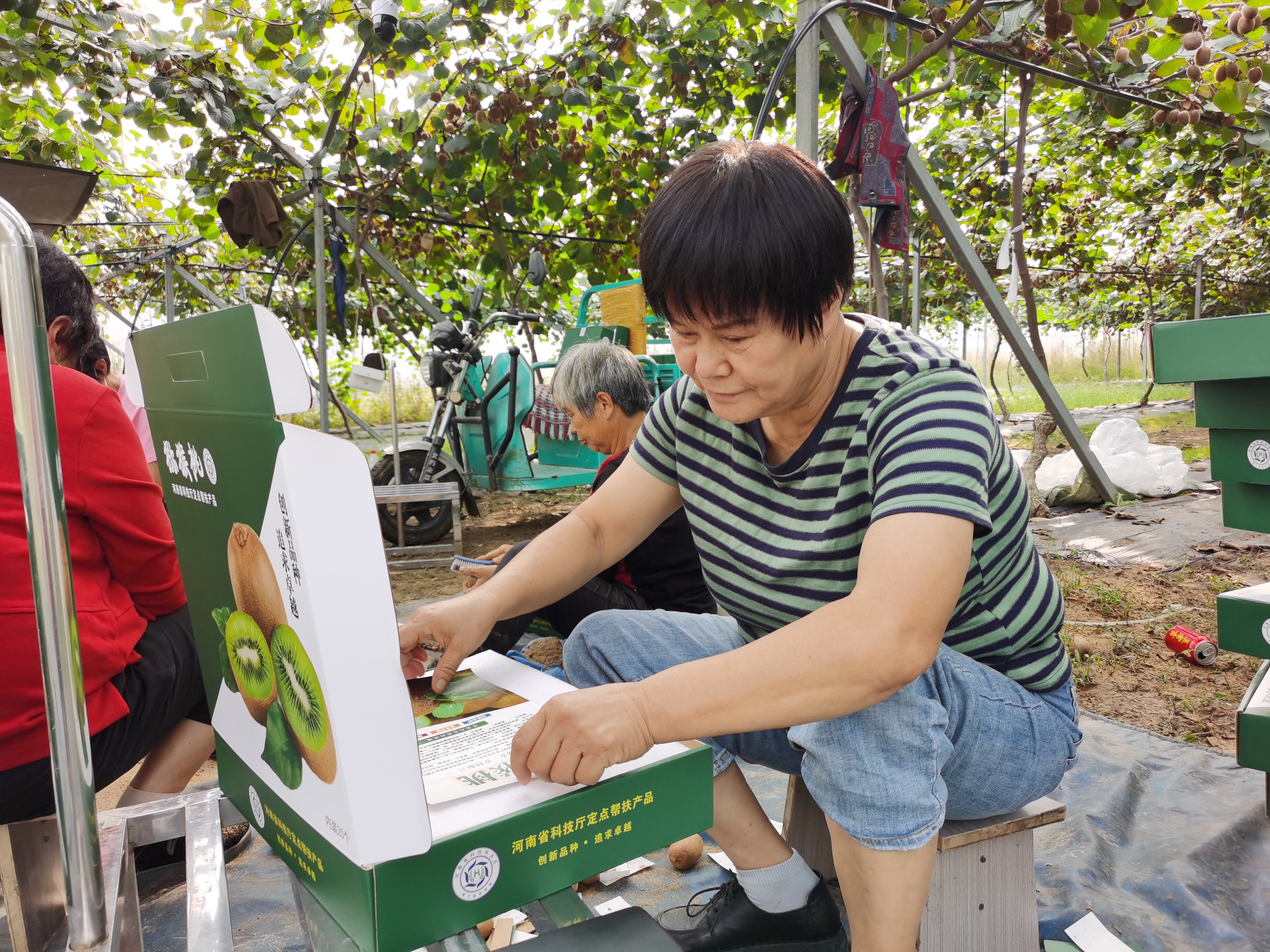 郸城：省科技厅帮扶种植猕猴桃尽显“科技范儿”(图3)